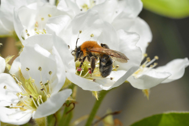 Bij op bloem tijdens bijenwandeling